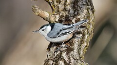 18: 2025-03-07-White-breasted Nuthatch 0C3_0121