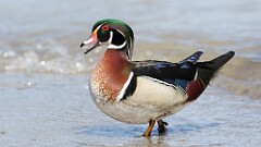 52: 2025-04-06-Wood Duck 0C3_0553