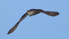 5: merlin 5M2_0806