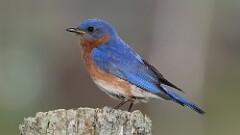 1: Eastern bluebird 5M2_1114