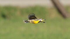 4: Eastern meadowlark 5M2_1299