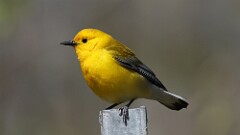 6: Prothonotary Warbler 5M2_1257