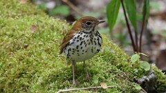 9: Wood Thrush 5M2_0292